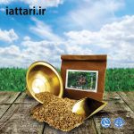 تخم شوید