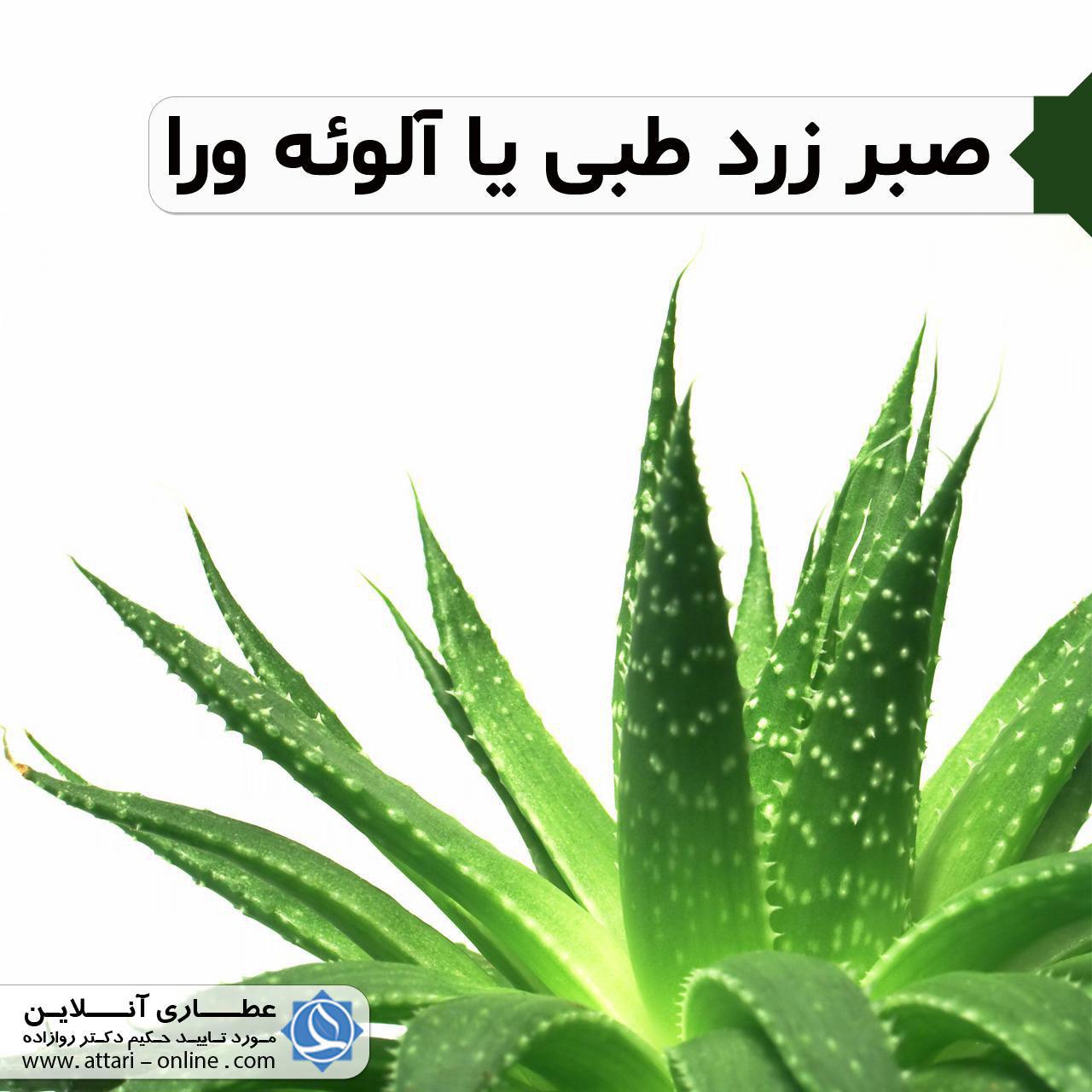 صبر زرد طبی یا آلوئهورا 1 photo 2018 10 09 14 24 08 صبر زرد طبی یا آلوئهورا